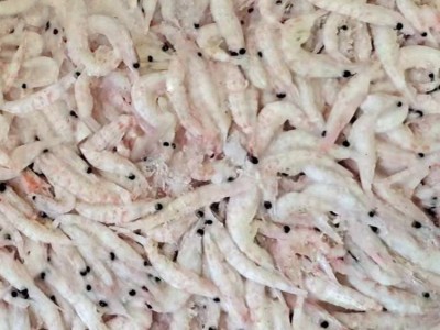 南极磷虾/冰冻南极磷虾/虾干原料/钓鱼饵料/磷虾砖/厂家直供图5