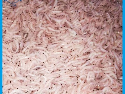 大货厂家直供南极磷虾干观赏鱼饲料鱼食虾干鱼粮现货批发图3
