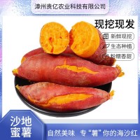 现货批发福建漳州红薯六鳌红蜜薯新鲜粉糯香甜红薯蜜薯3斤/5斤