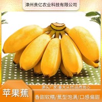 福建新鲜小米蕉香蕉水果鲜甜现摘水果现发整箱批发小香蕉苹果蕉