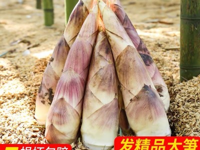 新鲜现挖临安春笋5斤竹笋冬笋雷笋天目山鲜笋农家蔬菜雷笋春笋图3
