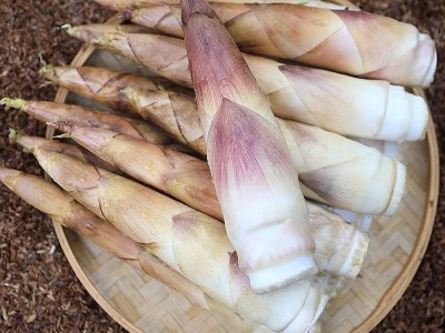 新鲜现挖临安春笋5斤竹笋冬笋雷笋天目山鲜笋农家蔬菜雷笋春笋图5