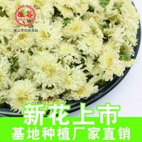 产地货源新七月菊 太阳花大朵新花菊花茶大货批发 黄山贡菊