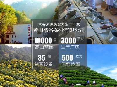 厂家供应安徽黄山歙县滴水香茶叶批发炒青500克散装浓香高山绿茶图3