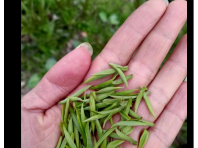 黄山茶叶源头厂家大货散货批发高山茶叶安徽绿茶2022新茶质量保证图1