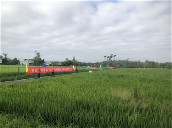 2022年植保无人机应用技能大赛现场,飞手在操作无人机开展水稻植保。梁平日报记者 张耀 摄