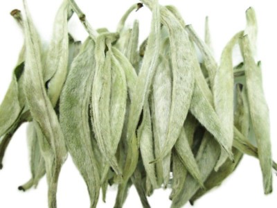 云南白茶 2022年大白毫白茶 景谷月光白 单芽白毫银针 散装茶叶图5