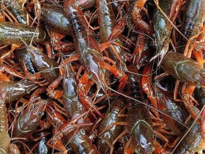 5斤567钱清水小龙虾鲜活金湖淡水大青虾麻辣红虾稻田活虾免洗水产图5