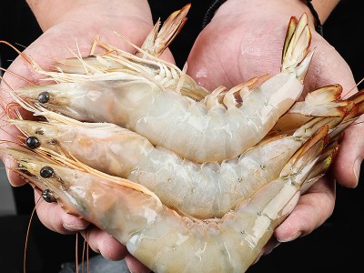 青岛大明虾鲜活海捕虾对虾特大虾新鲜冷冻海虾类海鲜水产图3