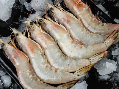 青岛大明虾鲜活海捕虾对虾特大虾新鲜冷冻海虾类海鲜水产图5