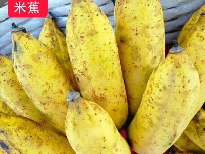 农家果园采摘香蕉粉蕉米蕉新鲜水果2斤5斤孕妇小孩当季水果图4