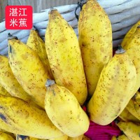农家果园采摘香蕉粉蕉米蕉新鲜水果2斤5斤孕妇小孩当季水果