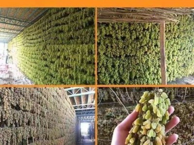 超低价新疆葡萄干大颗粒无核葡萄干批发零食干果图5