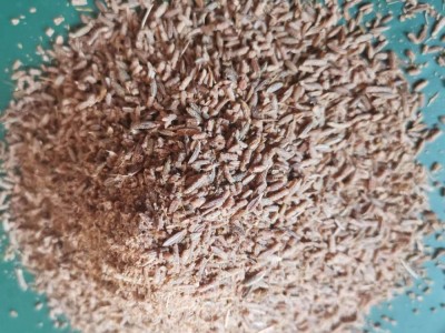 孜然粉 烧烤孜然粉半颗粒孜然碎 孜然颗粒图2