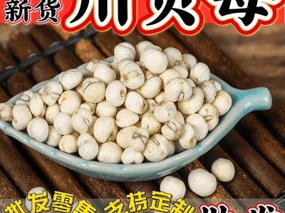 四川贝母野生 批发川贝 川贝母粉平贝松贝炉贝母新疆贝母西藏贝母图2