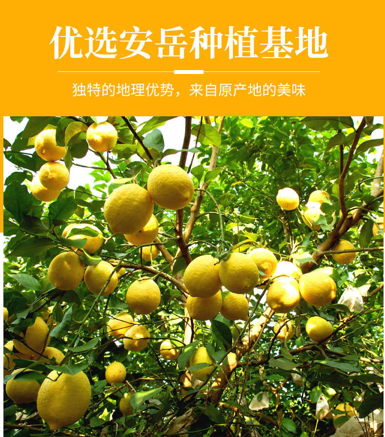 柠檬片详情页_03.jpg