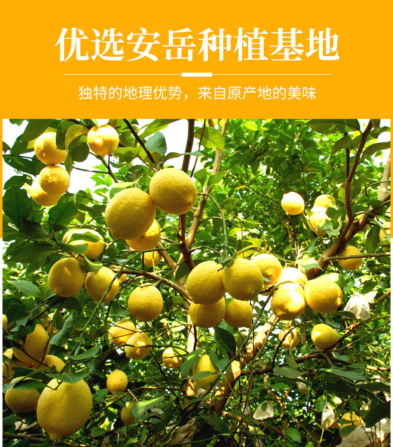 柠檬片详情页_03.jpg