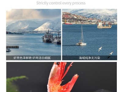 丹麦北极虾甜虾 餐厅供应北极甜虾70-90头籽甜虾 全国招商甜虾图3