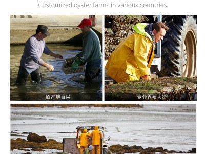 新西兰马尔伯勒蚝生大量批发海鲜鲜活批发 餐厅刺身生蚝批发招商图3