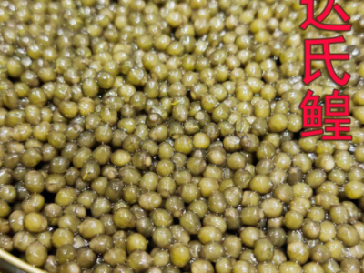 量大批发 达氏鳇鱼籽酱寿司50克出口品质鲟鱼子酱新鲜即食A级图2
