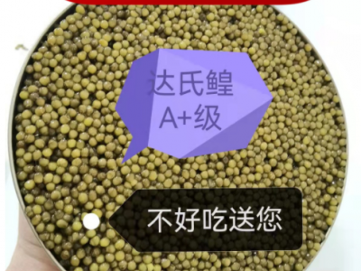 量大批发 达氏鳇鲟鱼子酱即食新鲜500克鲟鱼籽酱出口俄罗斯包顺丰图2