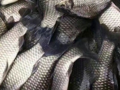 批发红色亲亲鱼 青一色温泉鱼 罗非鱼 包邮包活到家图4