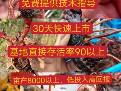包邮小龙虾苗种虾抱卵青虾活体虾淡水养殖龙虾苗优质苗种培育基地图3