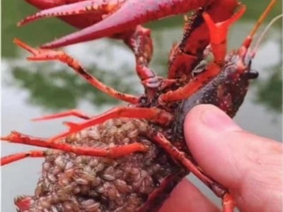 包邮小龙虾苗种虾抱卵青虾活体虾淡水养殖龙虾苗优质苗种培育基地图2