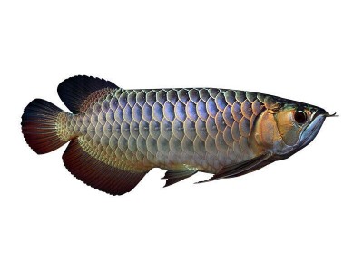 包邮小龙虾苗种虾抱卵青虾活体虾淡水养殖龙虾苗优质苗种培育基地图5