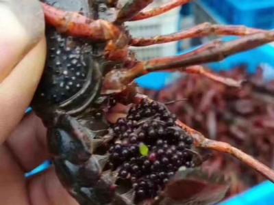 包邮小龙虾苗种虾抱卵青虾活体虾淡水养殖龙虾苗优质苗种培育基地图4