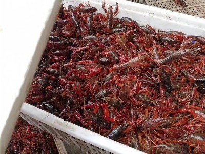 小种虾四川小龙虾 清水小龙虾 小龙虾小龙虾餐饮生鲜水产海鲜虾类图2