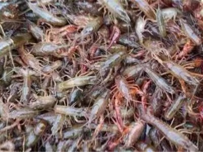 小种虾四川小龙虾 清水小龙虾 小龙虾小龙虾餐饮生鲜水产海鲜虾类图4