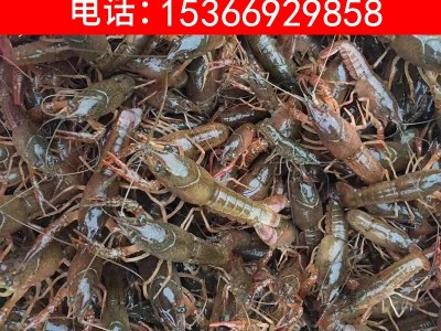 洪湖小龙虾鲜活虾苗 小龙虾苗幼苗种苗繁殖 养殖基地直销餐饮生鲜图4