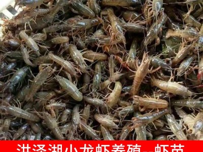 洪湖小龙虾鲜活虾苗 小龙虾苗幼苗种苗繁殖 养殖基地直销餐饮生鲜图3