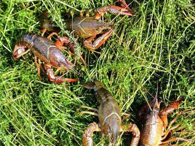 洪湖小龙虾鲜活虾苗 小龙虾苗幼苗种苗繁殖 养殖基地直销餐饮生鲜图5