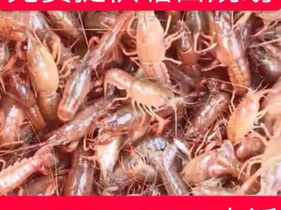 包邮小龙虾苗种虾抱卵青虾活体虾淡水养殖龙虾苗优质苗种培育基地图3