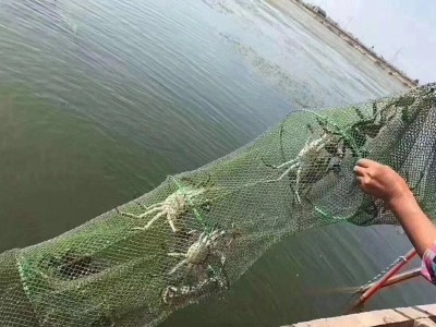 产地批发大闸蟹鲜活现货兴化红膏螃蟹礼券母蟹卡礼盒江苏河蟹图4