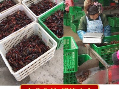 产地货源青虾456中红洪湖小龙虾 鲜活湖北淡水养殖潜江活龙虾批发图3