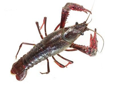 产地货源青虾456中红洪湖小龙虾 鲜活湖北淡水养殖潜江活龙虾批发图5