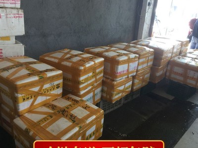 产地货源青虾456中红洪湖小龙虾 鲜活湖北淡水养殖潜江活龙虾批发图4