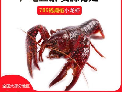 6789钱洪湖小龙虾鲜活水产湖北潜江产地货源大红大青清水龙虾批发图2