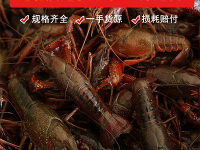 6789钱洪湖小龙虾鲜活水产湖北潜江产地货源大红大青清水龙虾批发图3