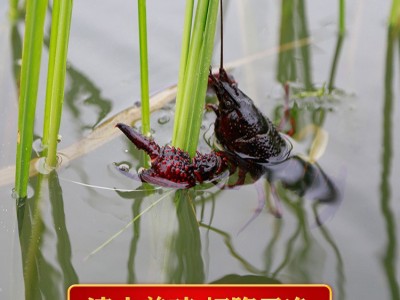 湖北小龙虾 鲜活两虾炮头9钱以上大虾水产批发洪湖淡水活体小龙虾图2