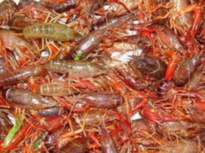 批发虾苗青红虾苗 养殖基地供应蟹苗大闸蟹鱼苗 量大优惠图2