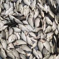 全国大量供应鲫鱼苗一斤10尾中科鲫鱼苗现货 全国发货包成活率