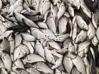 全国大量供应鲫鱼苗一斤10尾中科鲫鱼苗现货 全国发货包成活率图2