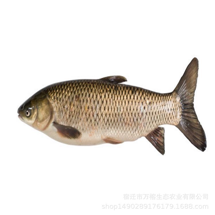 鲫鱼