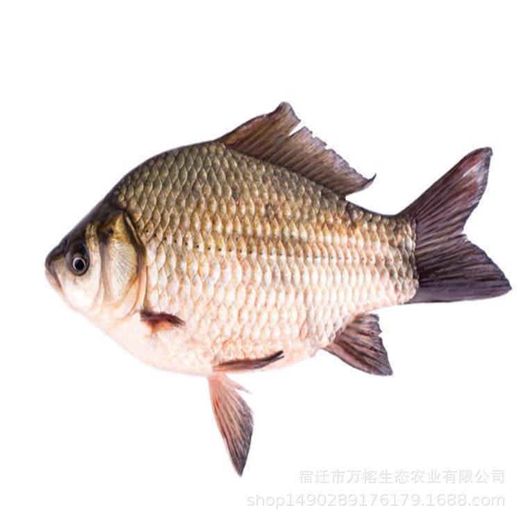 鲫鱼