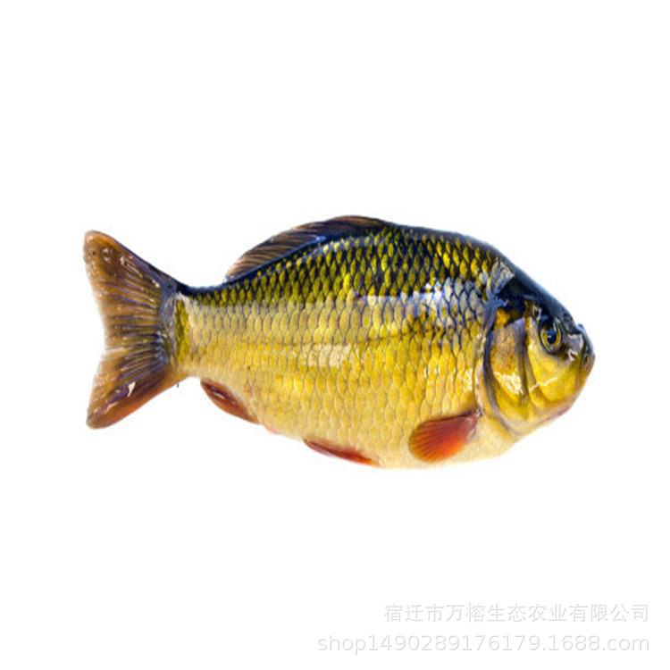 鲫鱼