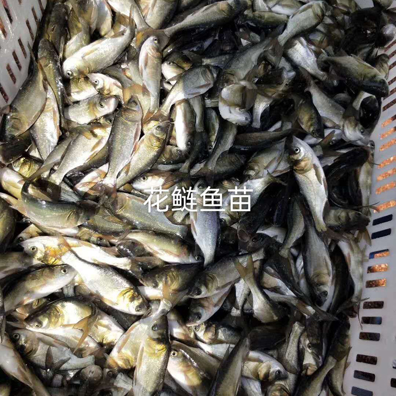 0805b757df71a7b039c19f66e5fa1e